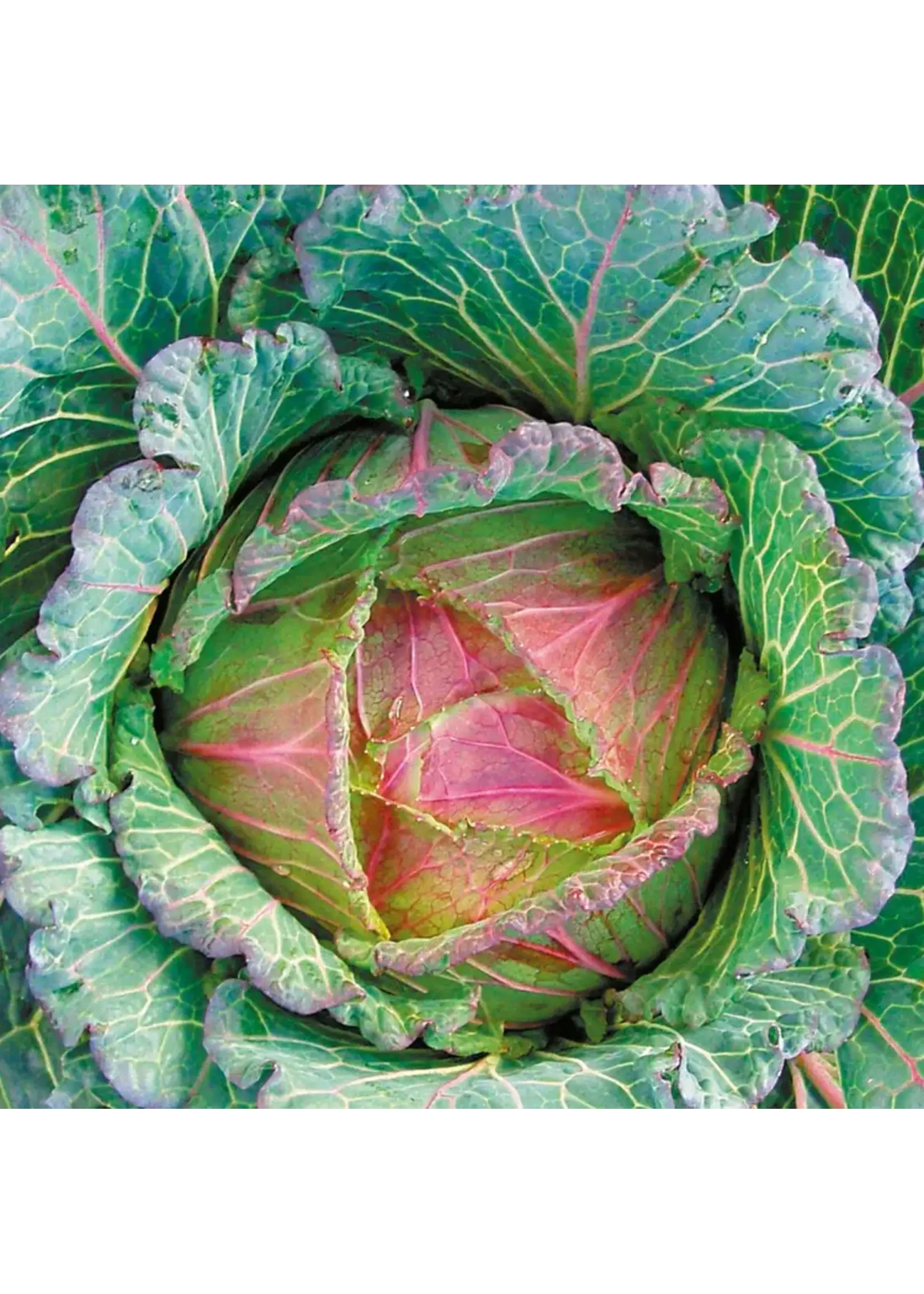 Unwins Cabbage - (Round) Marabel F1