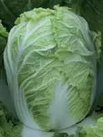 Unwins Cabbage (Chinese) - Questar F1