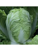 Unwins Cabbage (Chinese) - Questar F1