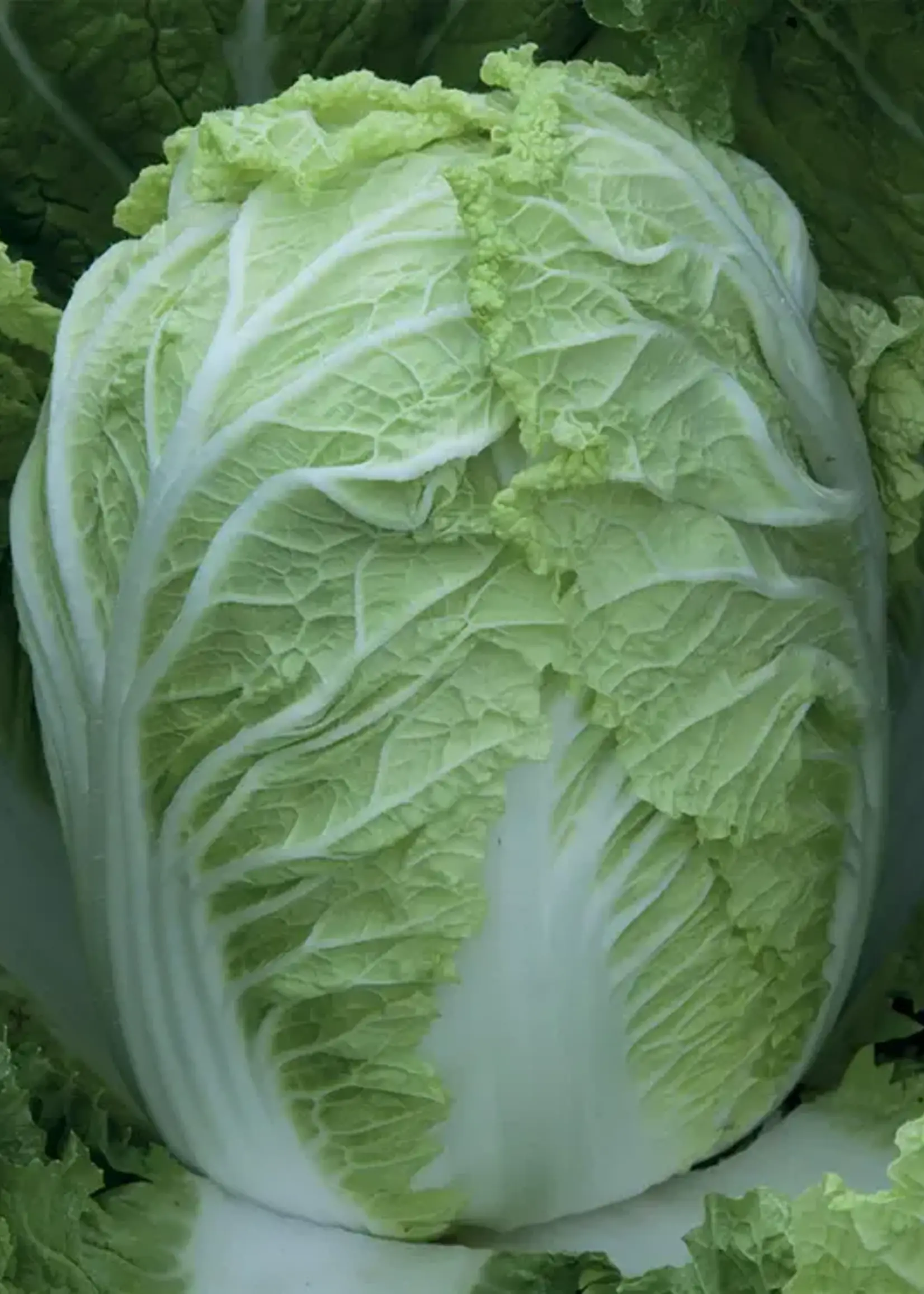 Unwins Cabbage (Chinese) - Questar F1