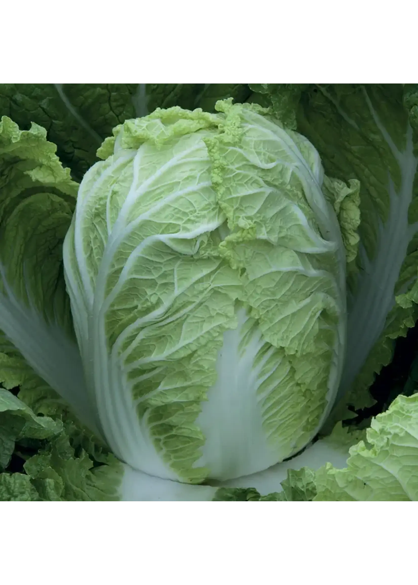 Unwins Cabbage (Chinese) - Questar F1