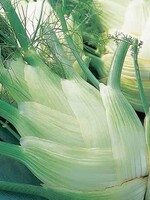 Unwins Fennel - Perfection