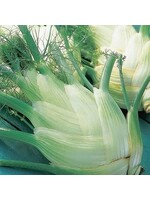 Unwins Fennel - Perfection