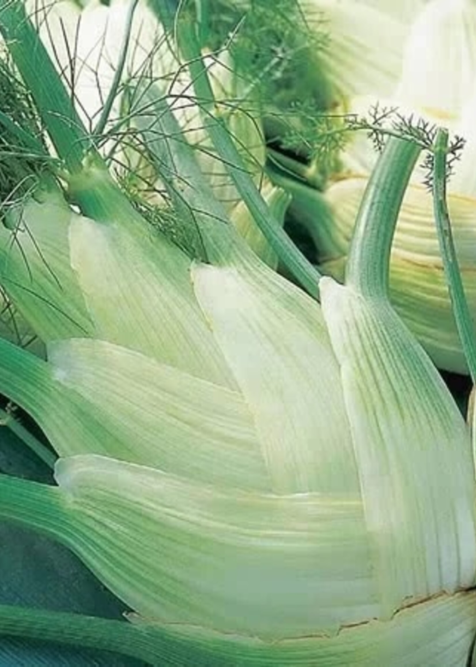 Unwins Fennel - Perfection