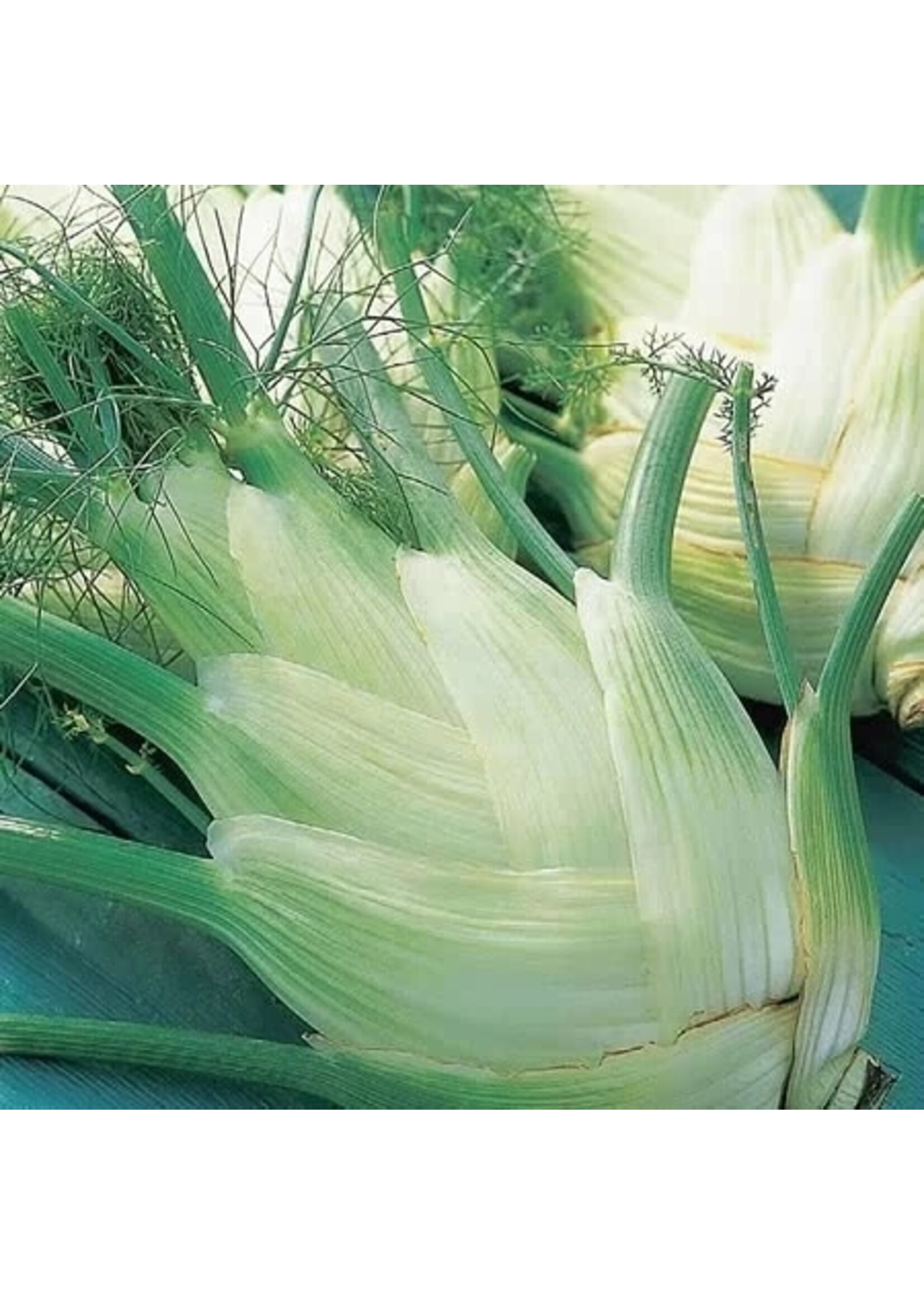 Unwins Fennel - Perfection