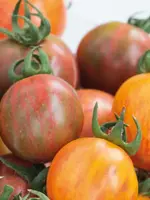 Unwins Tomato (Cherry) Bumble Bee Mix