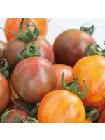 Unwins Tomato (Cherry) Bumble Bee Mix