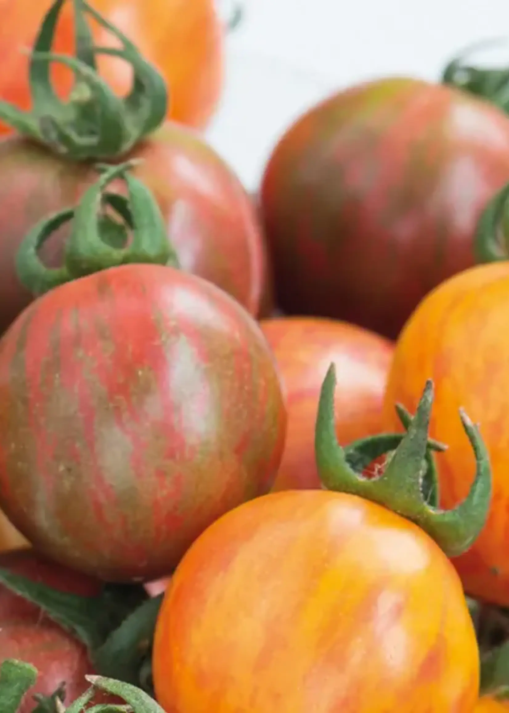 Unwins Tomato (Cherry) Bumble Bee Mix