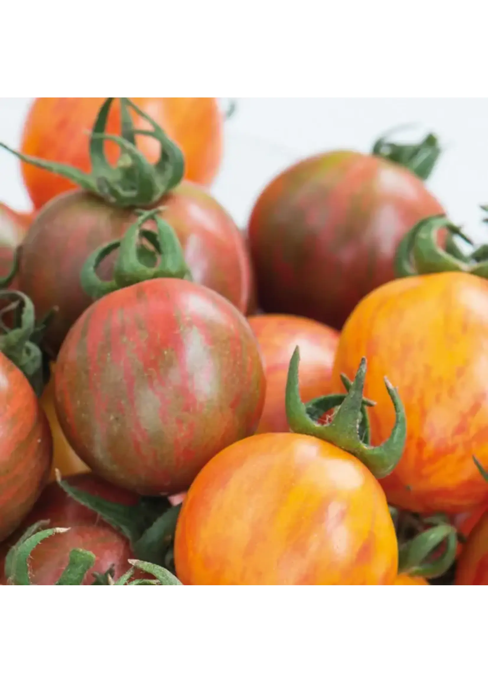 Unwins Tomato (Cherry) Bumble Bee Mix