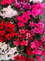 Clocks Cyclamen Plant