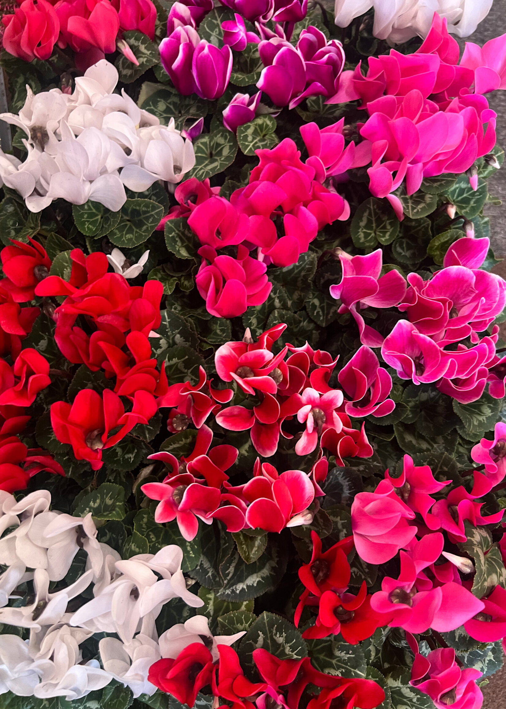 Clocks Cyclamen Plant