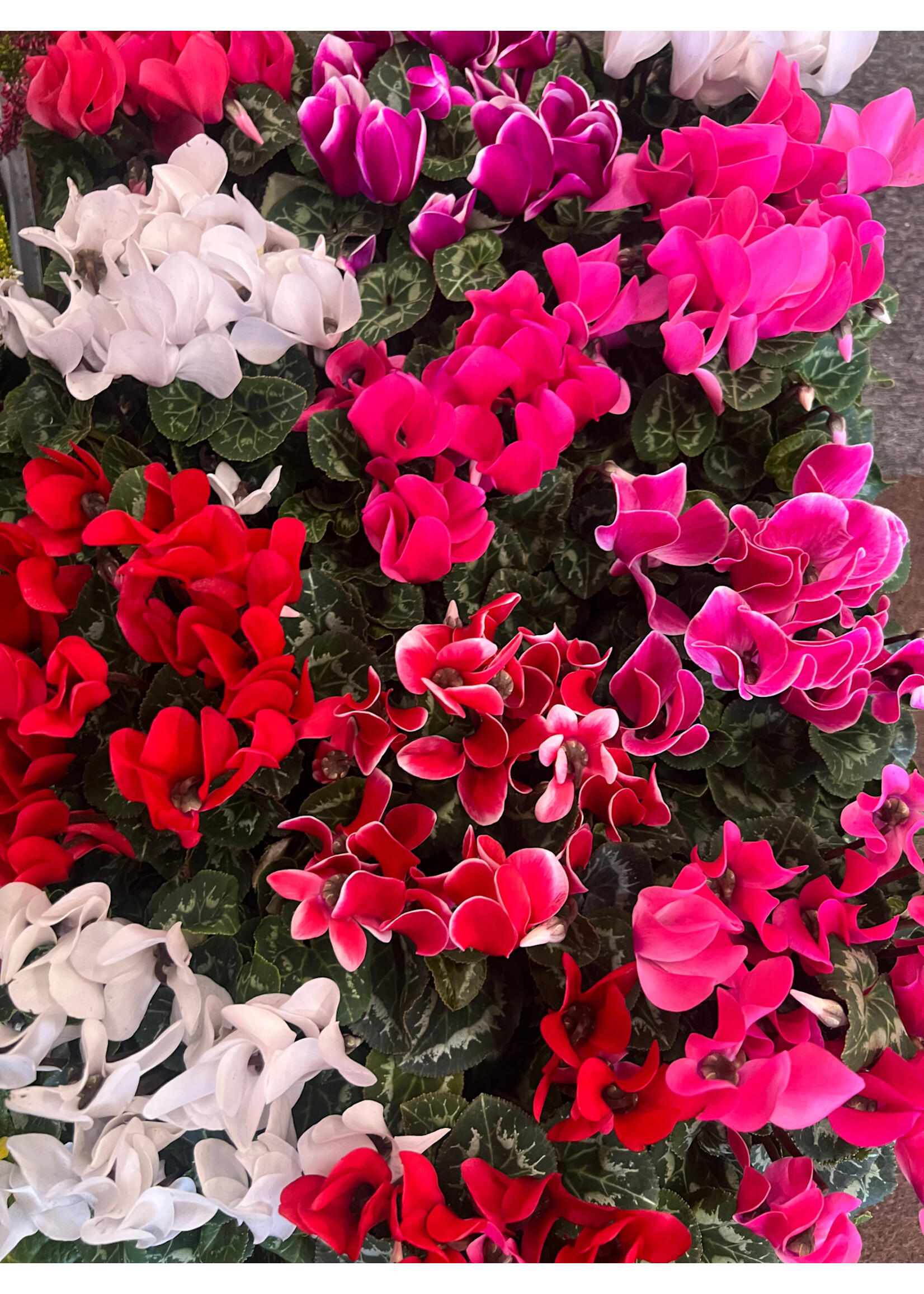 Clocks Cyclamen Plant NOT IN SALE