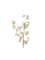 Decoris Honesty Stem Foliage Spray silver dollar