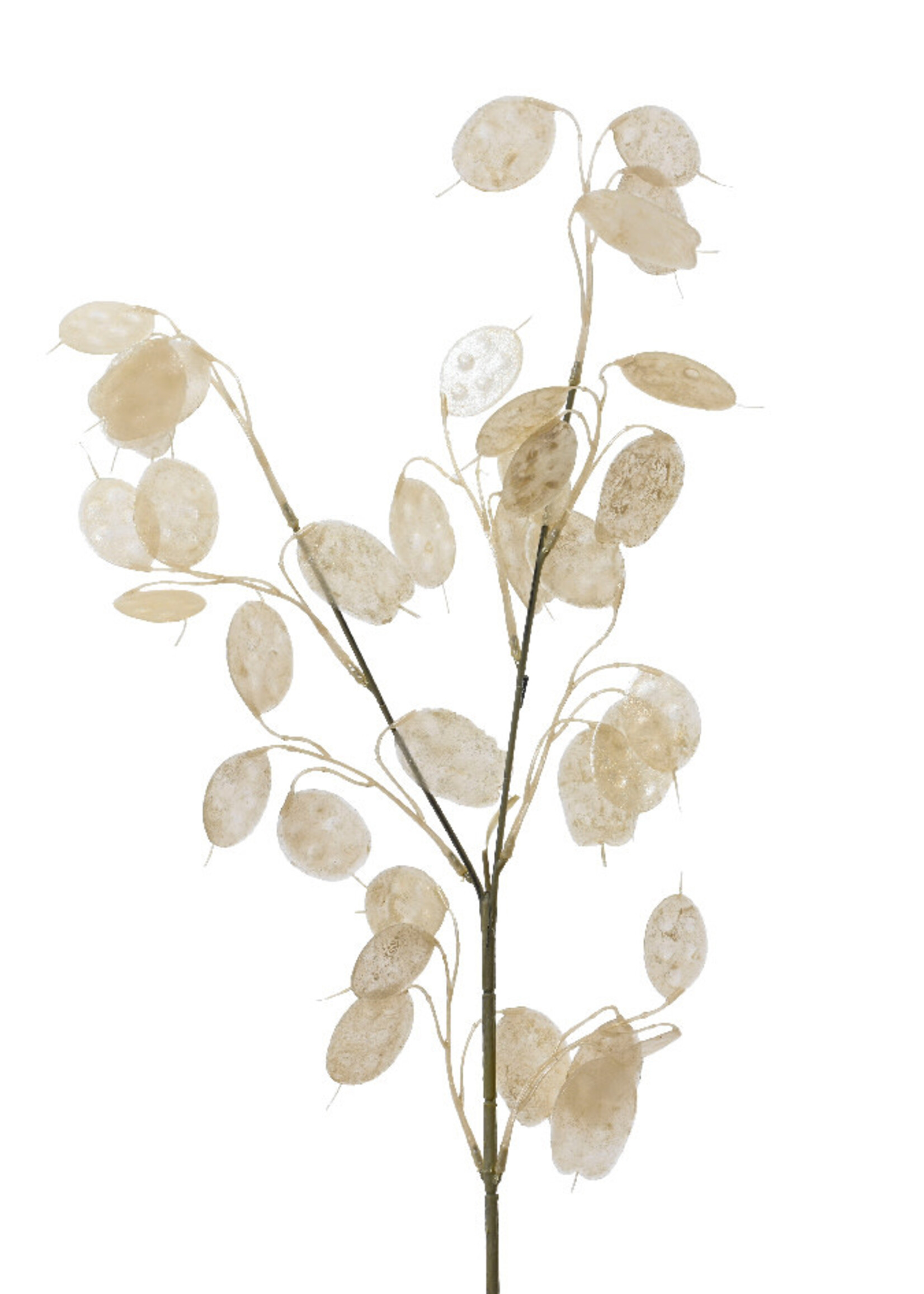 Decoris Honesty Stem Foliage Spray silver dollar