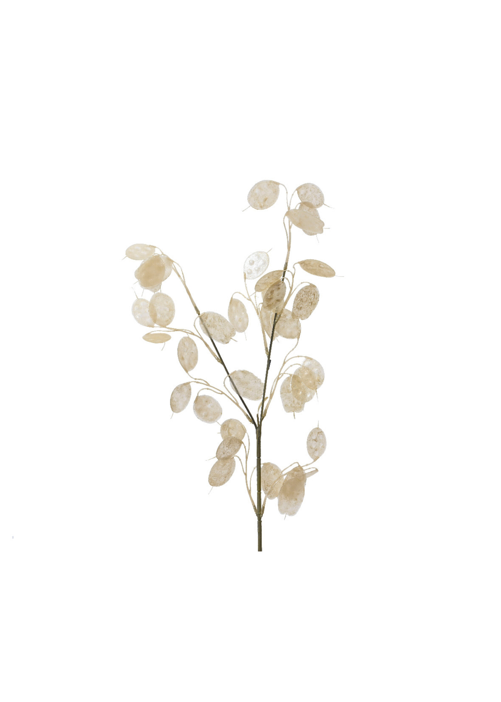 Decoris Honesty Stem Foliage Spray silver dollar