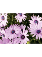 Osteospermum Star Plant Purple or Pale purple