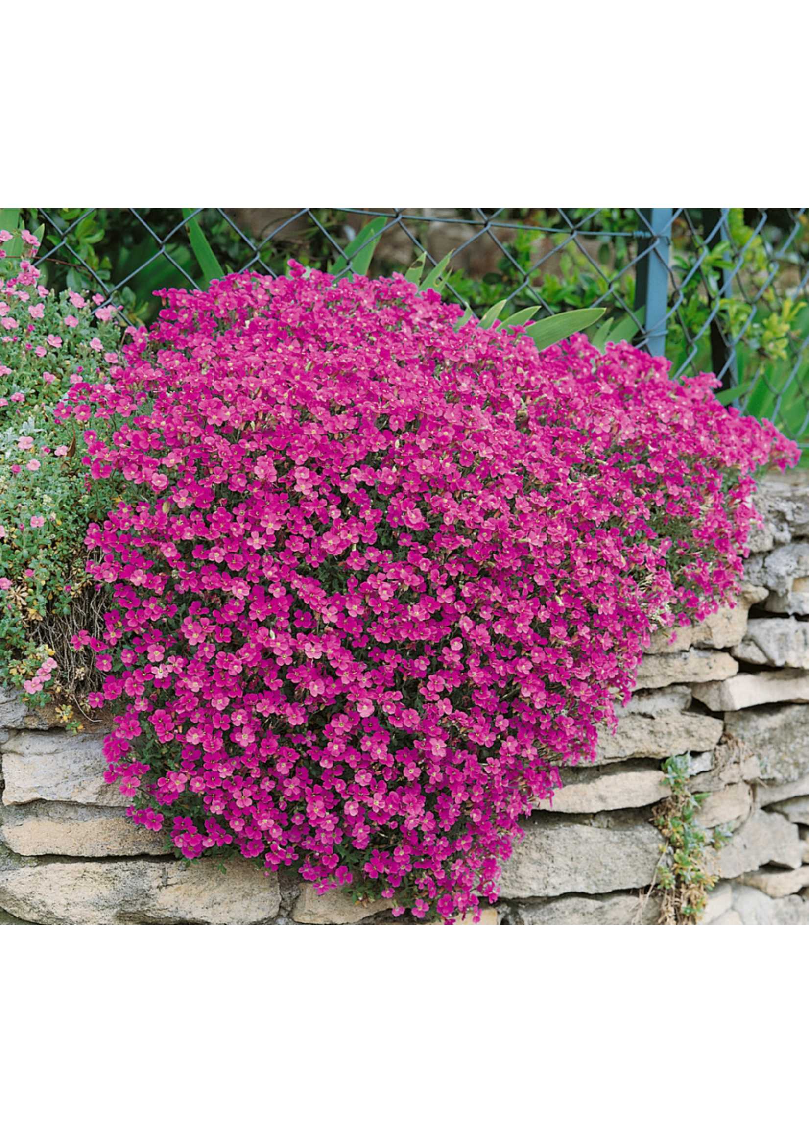Aubrieta Dark Red Perennial plant 1Ltr
