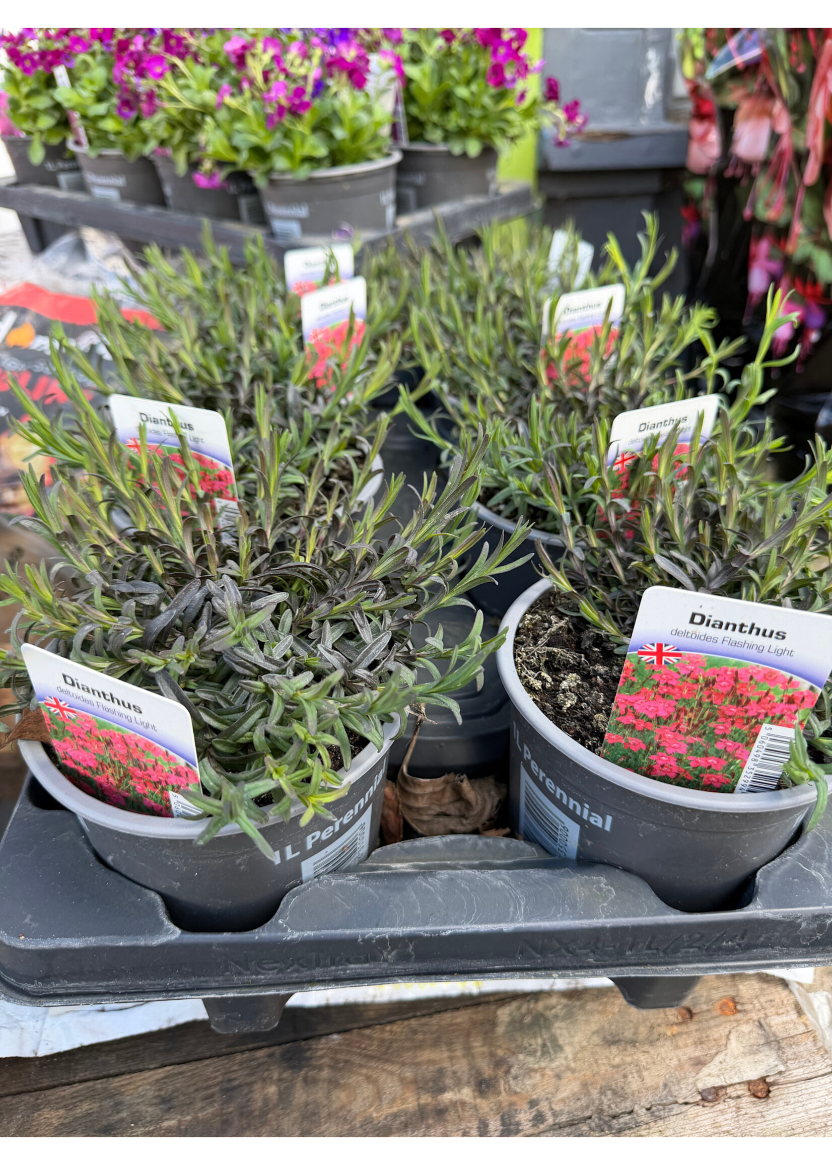 Dianthus Deltoides Pink Plant Perennial