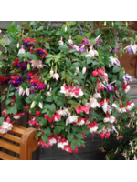Trailing Plant