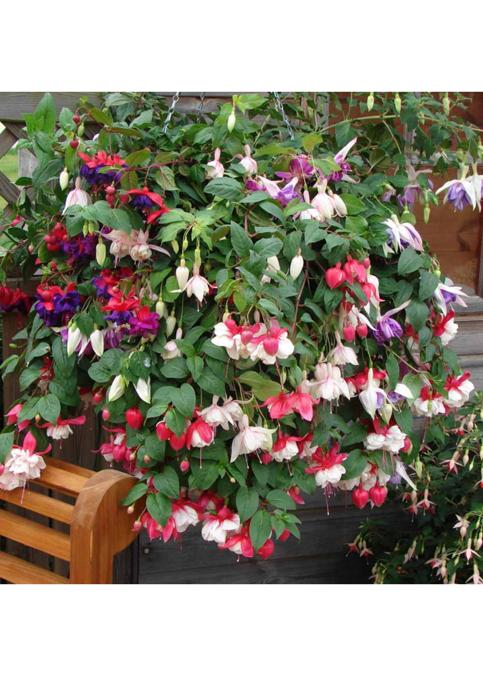 Trailing Plant