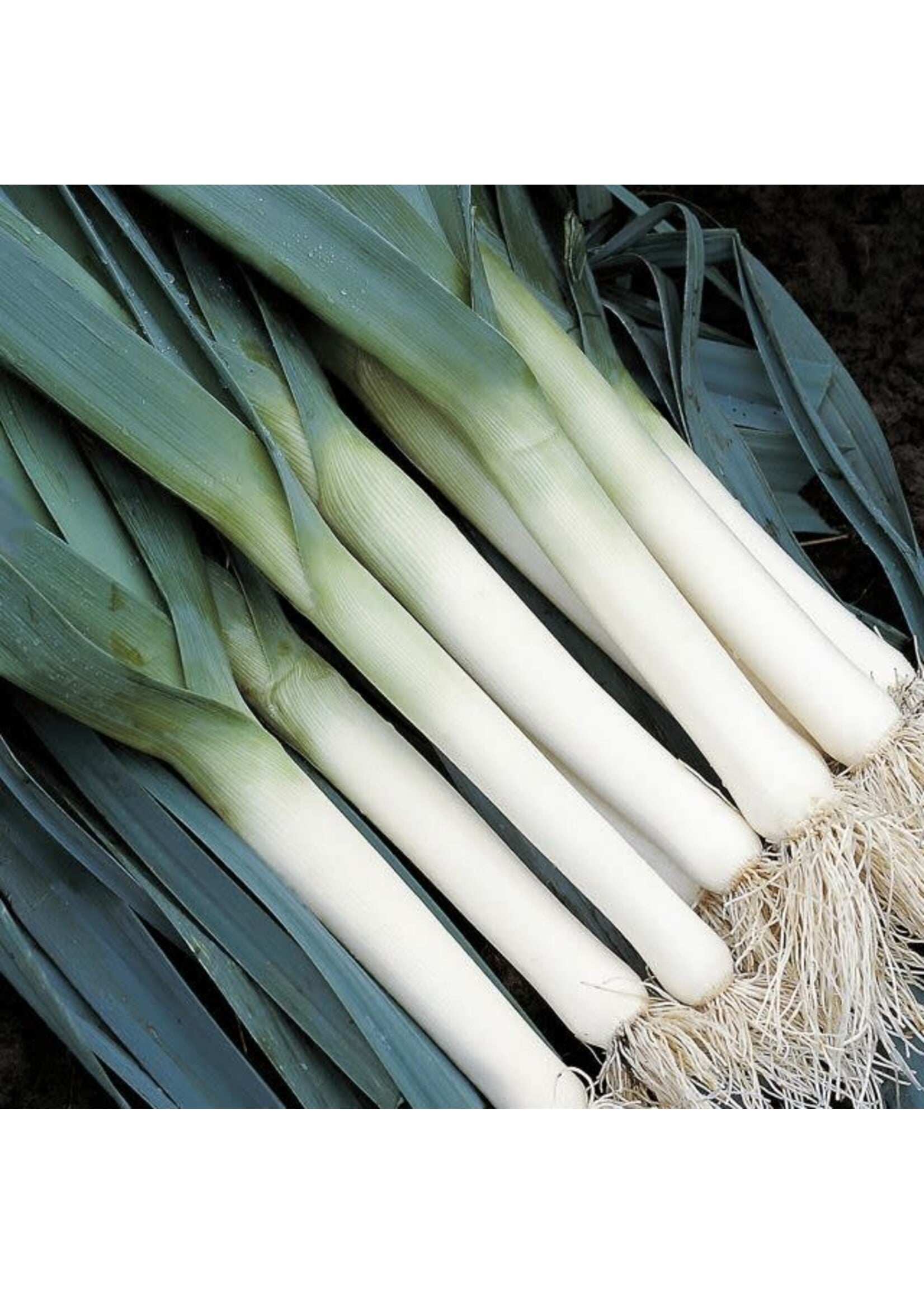 Unwins Leek Chinhook