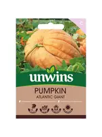 Unwins Pumpkin - Atlantic Giant