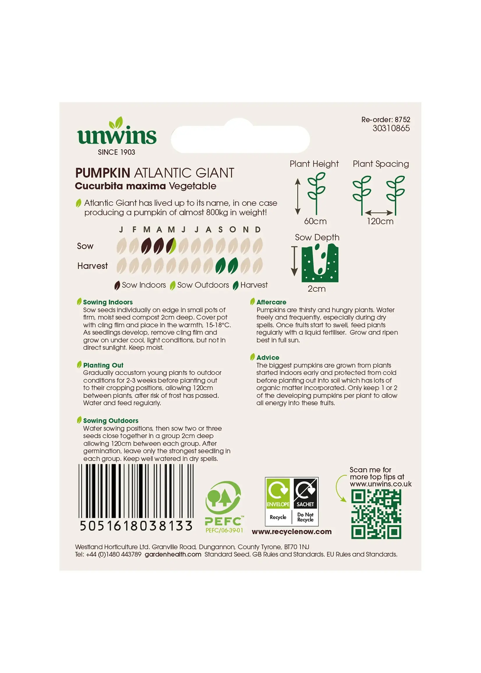 Unwins Pumpkin - Atlantic Giant
