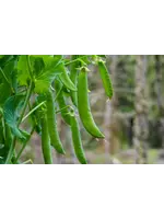 Unwins Pea (Petit Pois) Flovert