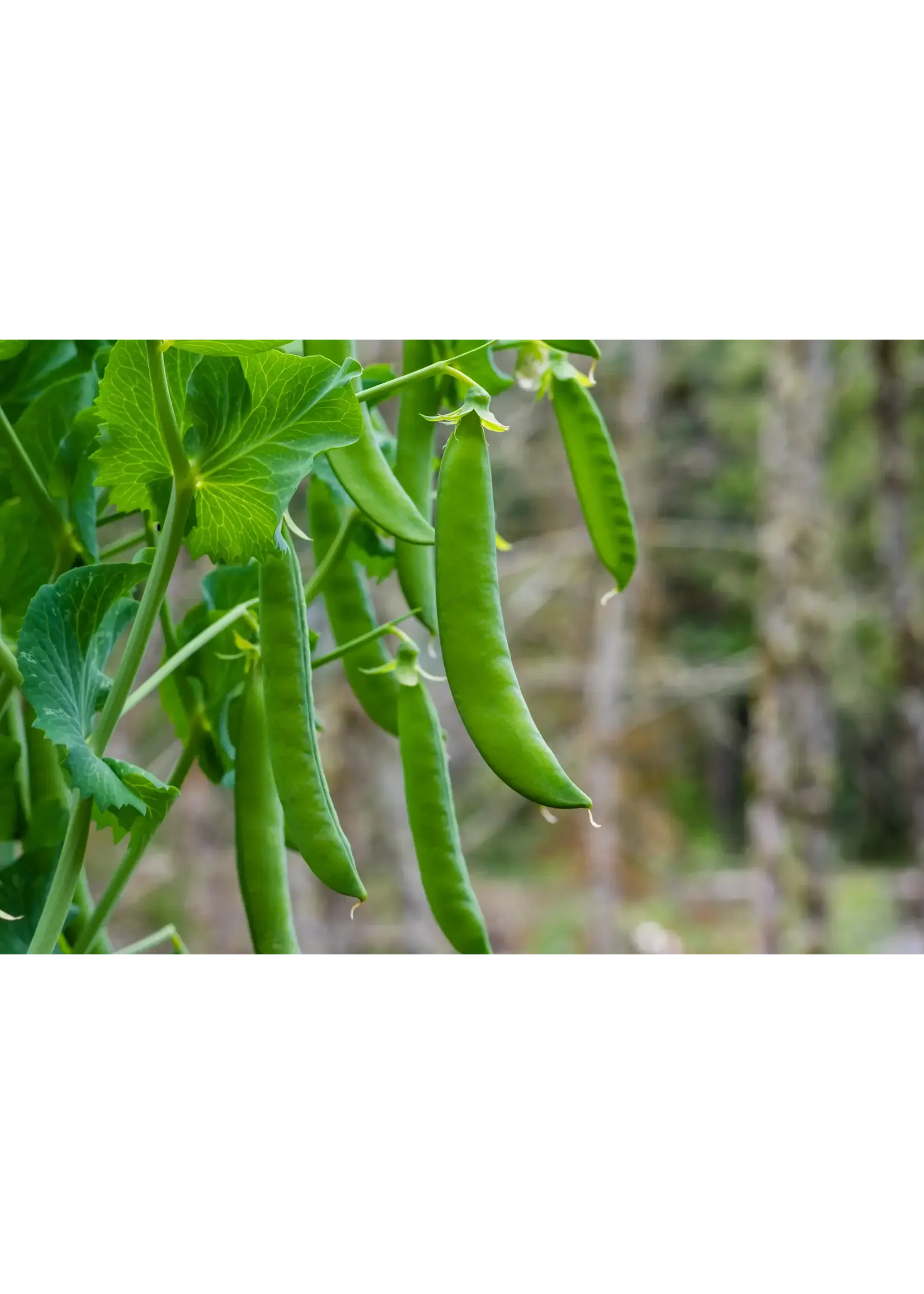 Unwins Pea (Petit Pois) Flovert