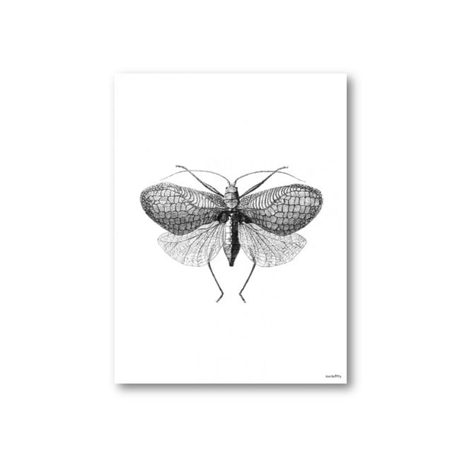 Poster Moth