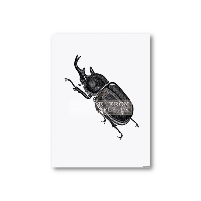 Poster Horn beetle