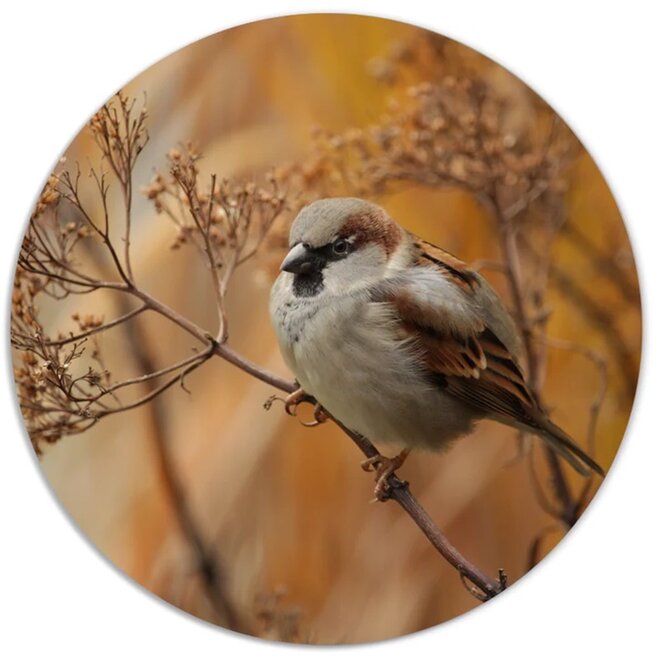 Wall circle Little bird on branch