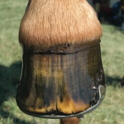 One easy step to four Healty Hooves