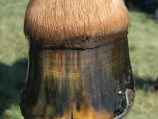 One easy step to four Healty Hooves