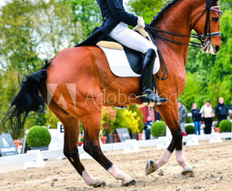 Supplementen voor paarden