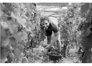 Domaine Xavier Gerard, Condrieu