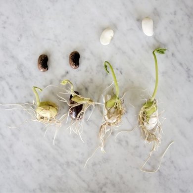 Sprout Sprout seeds