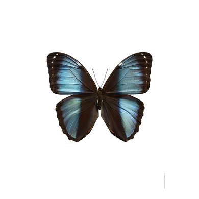 Liljebergs Liljebergs Morpho Deidamia