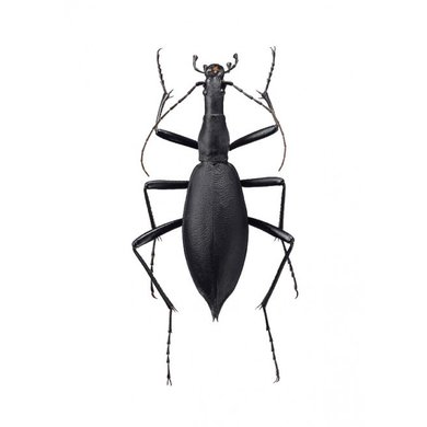 Liljebergs Liljebergs Carabus Blaptoides