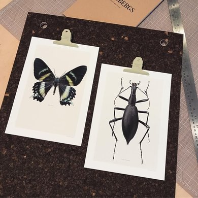 Liljebergs Liljebergs Carabus Blaptoides