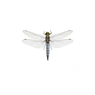 Liljebergs Liljebergs Orthetrum Cancellatum