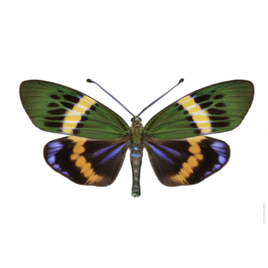 Liljebergs Liljebergs Etherusia Repleta