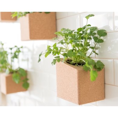 Life in a bag Life in a bag herb garden basil and coriander