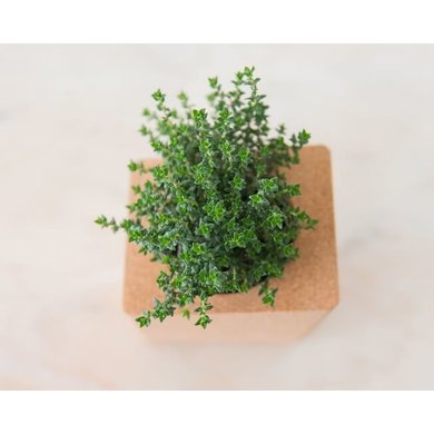 Life in a bag Life in a bag herb garden coriander and parsley