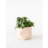 HR PALUA PLANTER M PINK 5,5 CM