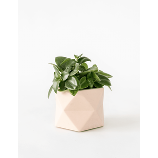 HR PALUA PLANTER M PINK 5,5 CM