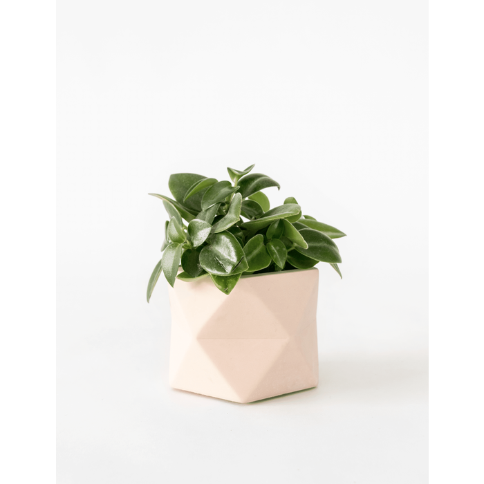 HR PALUA PLANTER M PINK 5,5 CM