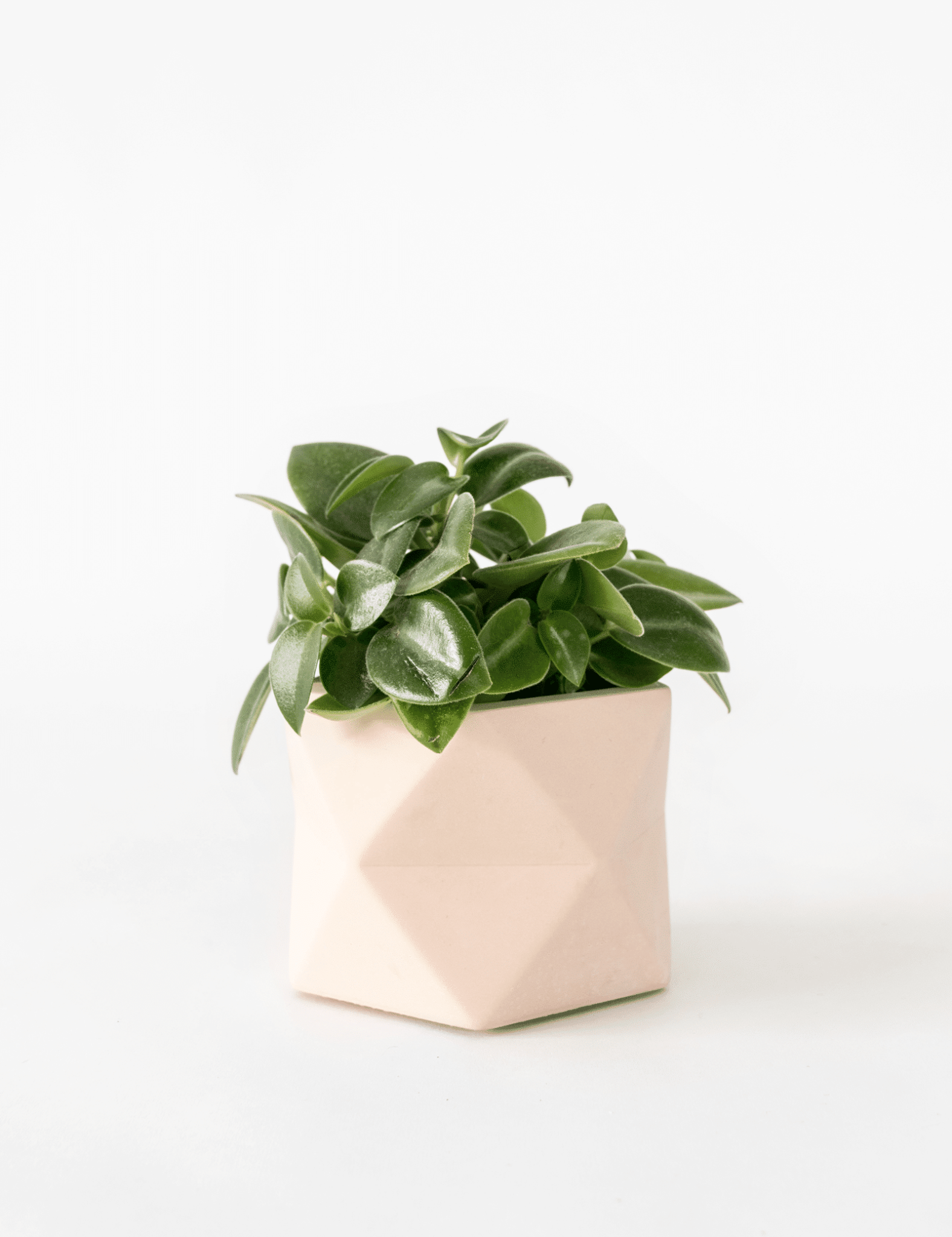 HR PALUA PLANTER M PINK 5,5 CM