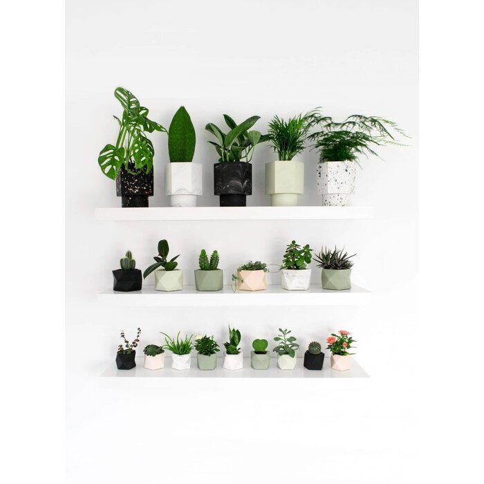 HR PALUA PLANTER M PINK 5,5 CM