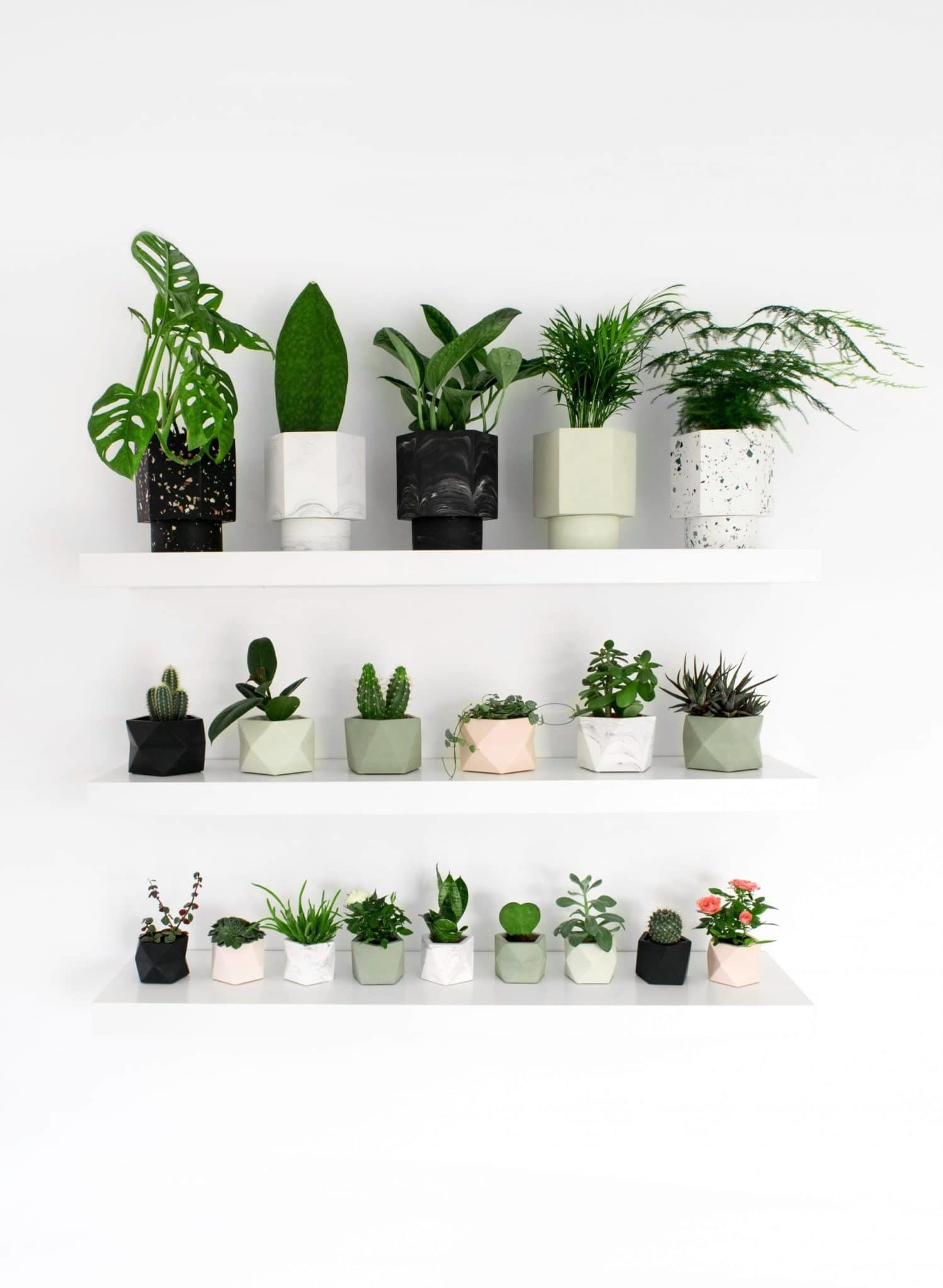 HR PALUA PLANTER M PINK 5,5 CM